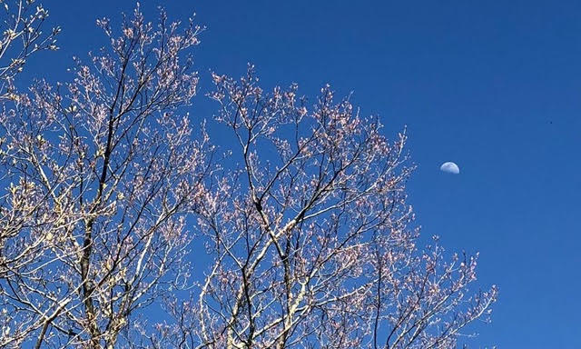 Tree and moon